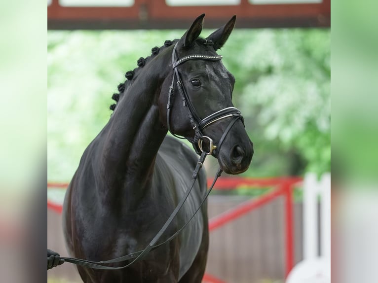 Koń hanowerski Klacz 4 lat 165 cm Gniada in Münster-Handorf