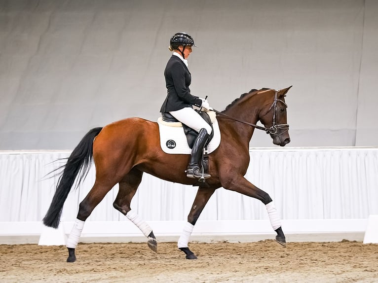 Koń hanowerski Klacz 4 lat 165 cm Gniada in Verden