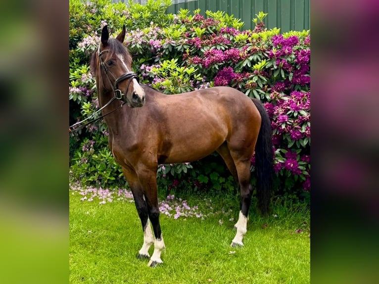 Koń hanowerski Klacz 4 lat 165 cm Gniada in Oyten