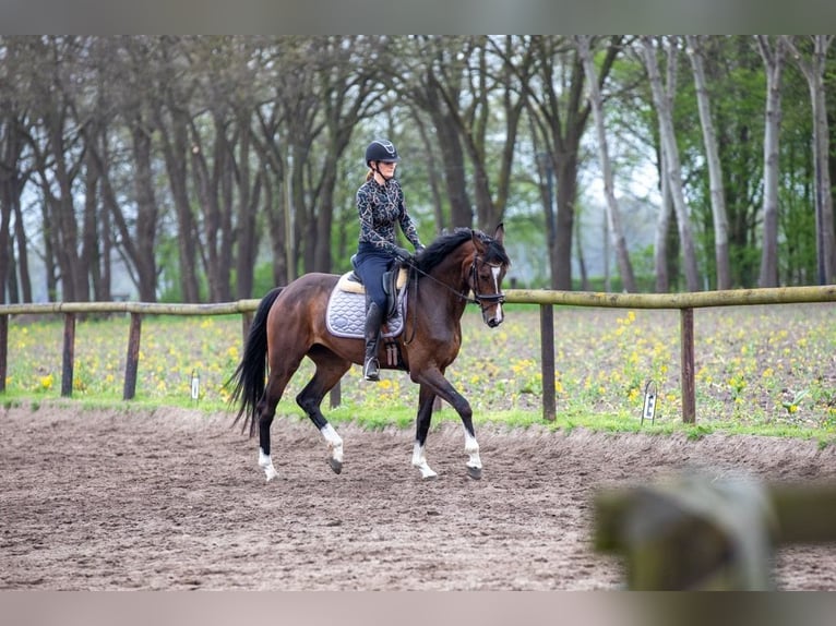 Koń hanowerski Klacz 4 lat 165 cm Gniada in Oyten