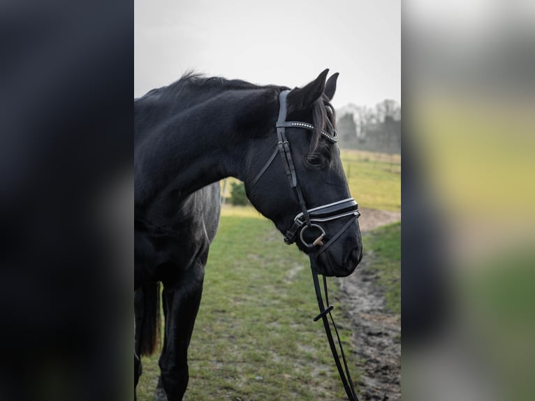 Koń hanowerski Klacz 4 lat 165 cm Kara in Tornesch
