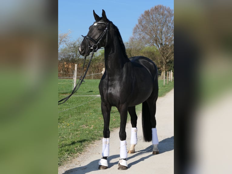 Koń hanowerski Klacz 4 lat 165 cm Kara in Otterfing