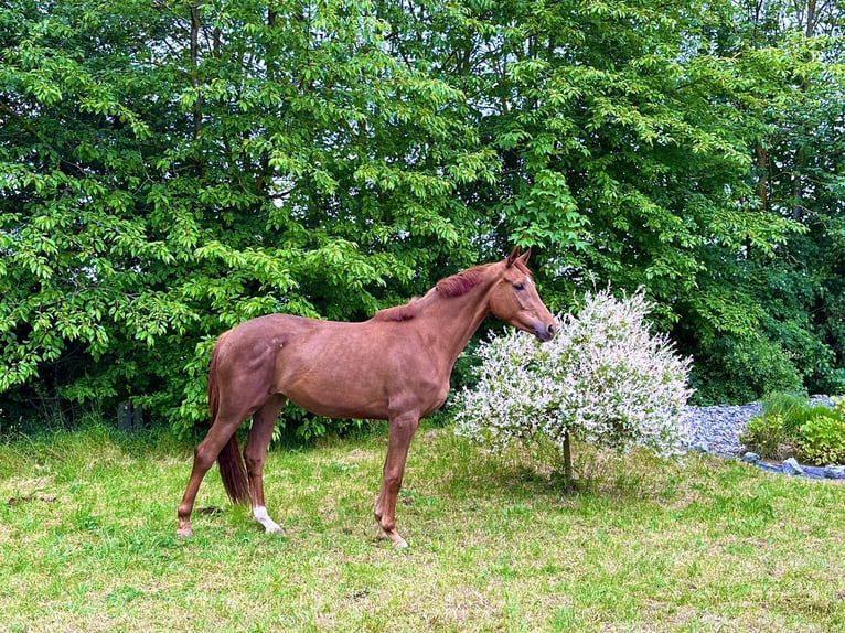 Koń hanowerski Klacz 4 lat 165 cm Kasztanowata in Rosdorf