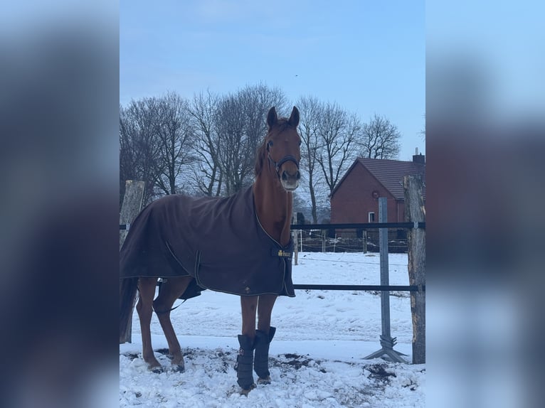 Koń hanowerski Klacz 4 lat 165 cm Kasztanowata in Surwold