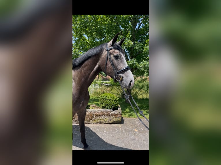 Koń hanowerski Klacz 4 lat 165 cm Siwa jabłkowita in Altenberge