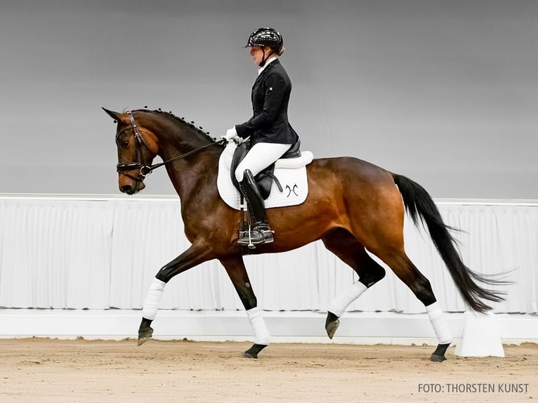 Koń hanowerski Klacz 4 lat 165 cm Siwa in Verden