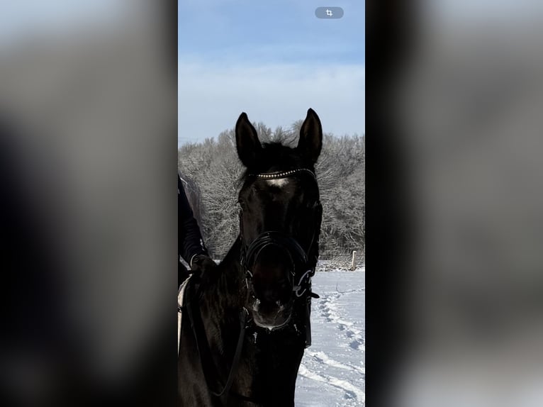 Koń hanowerski Klacz 4 lat 165 cm Skarogniada in Langwedel