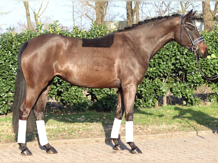 Koń hanowerski Klacz 4 lat 166 cm Ciemnogniada in Selsingen
