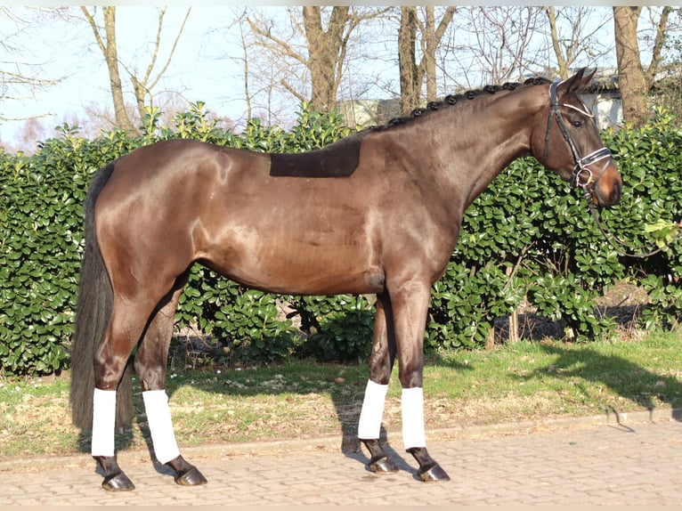 Koń hanowerski Klacz 4 lat 166 cm Ciemnogniada in Selsingen