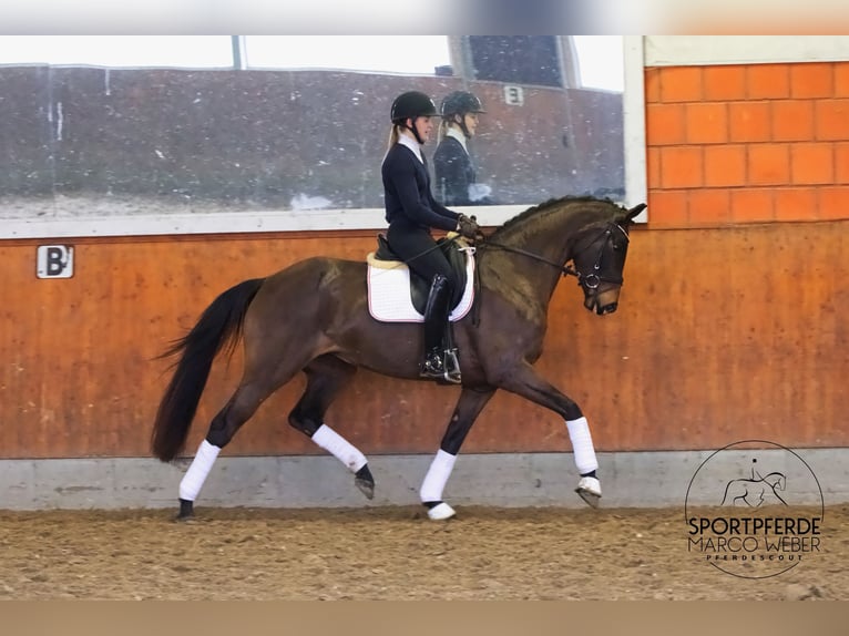 Koń hanowerski Klacz 4 lat 166 cm Gniada in Brest