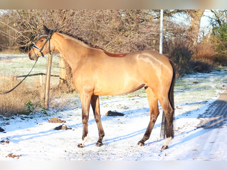 Koń hanowerski Klacz 4 lat 166 cm Gniada in Deinstedt