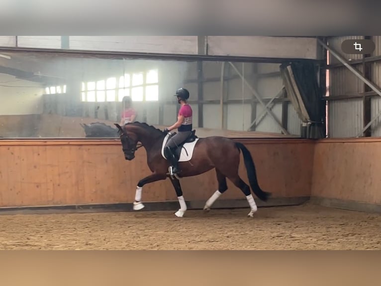 Koń hanowerski Klacz 4 lat 166 cm Gniada in Adelheidsdorf