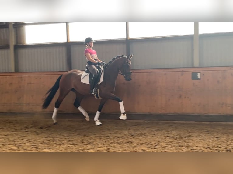 Koń hanowerski Klacz 4 lat 166 cm Gniada in Adelheidsdorf