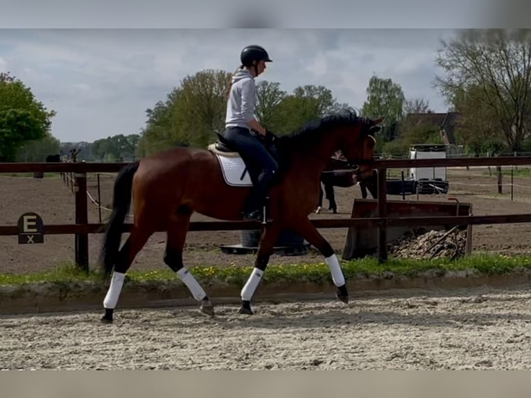 Koń hanowerski Klacz 4 lat 166 cm Gniada in Hittbergen