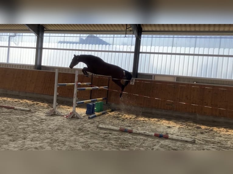 Koń hanowerski Klacz 4 lat 166 cm Gniada in Hittbergen