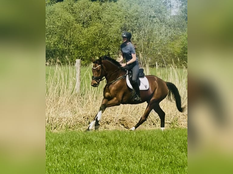 Koń hanowerski Klacz 4 lat 166 cm Gniada in Hittbergen