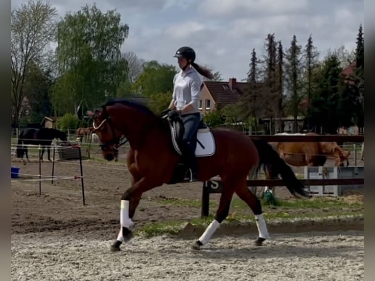 Koń hanowerski Klacz 4 lat 166 cm Gniada in Hittbergen