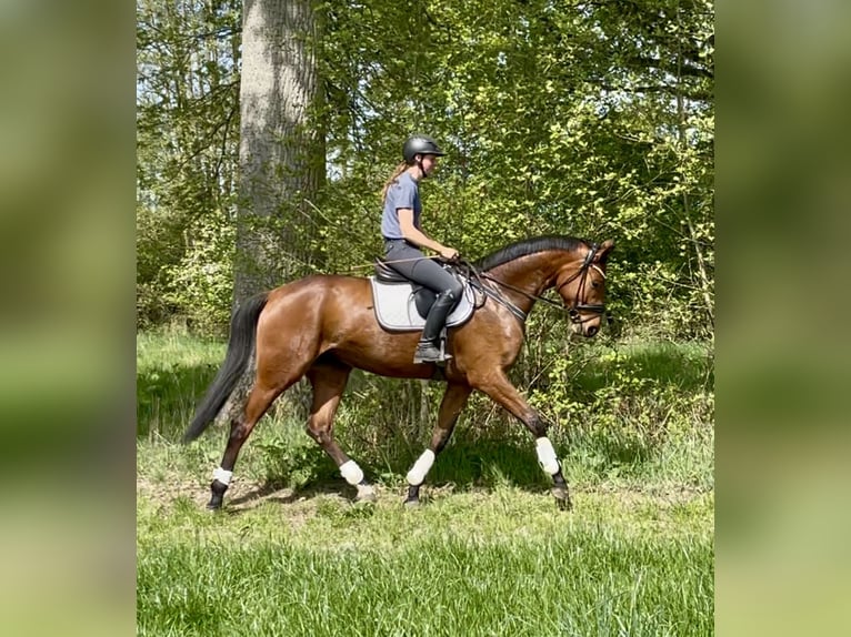 Koń hanowerski Klacz 4 lat 166 cm Gniada in Hittbergen