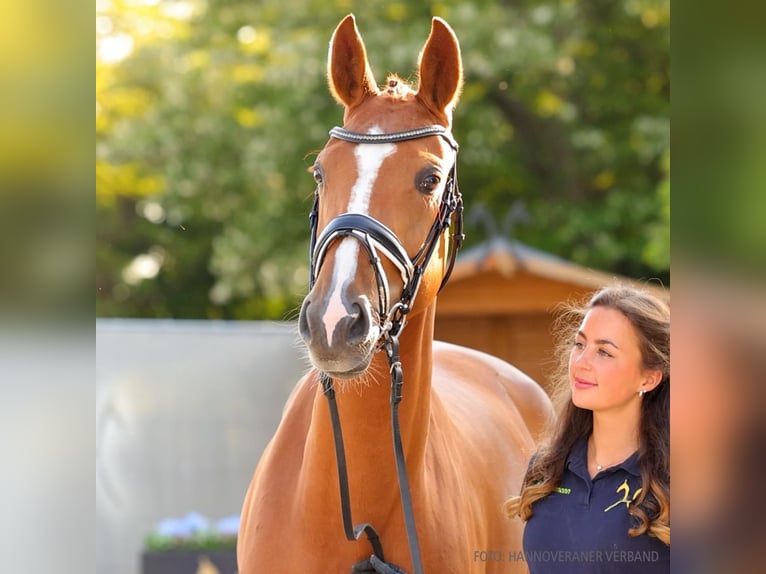 Koń hanowerski Klacz 4 lat 166 cm Gniada in Verden