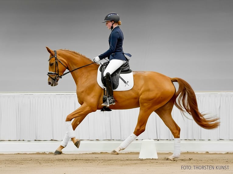 Koń hanowerski Klacz 4 lat 166 cm Gniada in Verden