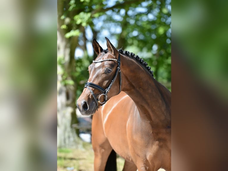 Koń hanowerski Klacz 4 lat 166 cm Gniada in Visbek