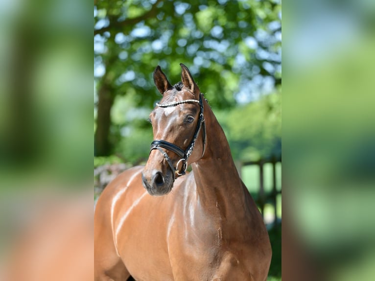 Koń hanowerski Klacz 4 lat 166 cm Gniada in Visbek