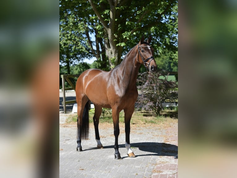 Koń hanowerski Klacz 4 lat 166 cm Gniada in Visbek