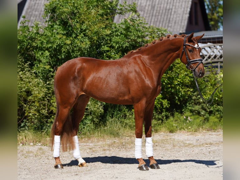 Koń hanowerski Klacz 4 lat 166 cm Kasztanowata in Hohenfelde