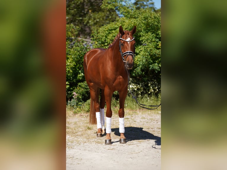 Koń hanowerski Klacz 4 lat 166 cm Kasztanowata in Hohenfelde
