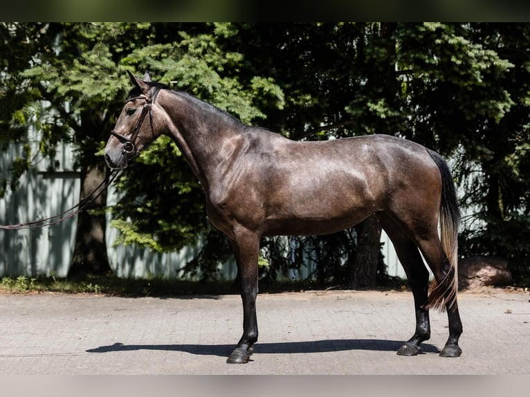 Koń hanowerski Klacz 4 lat 166 cm Siwa in DUSZNIKI