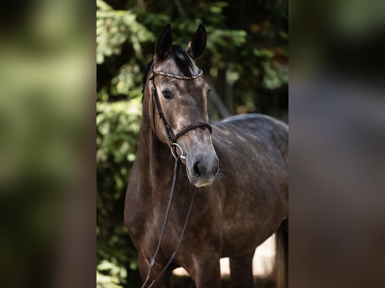 Koń hanowerski Klacz 4 lat 166 cm Siwa in DUSZNIKI