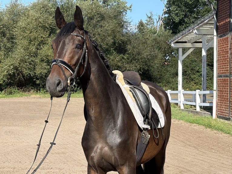 Koń hanowerski Klacz 4 lat 166 cm Skarogniada in Verden (Aller)