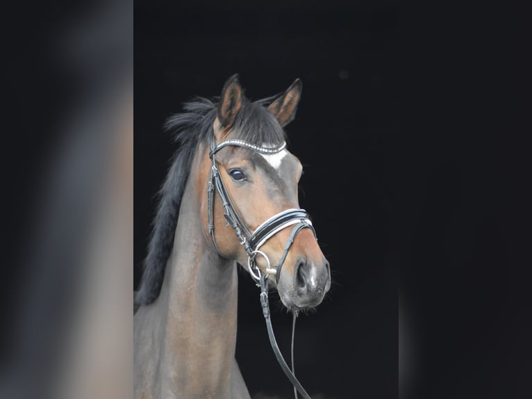 Koń hanowerski Klacz 4 lat 167 cm Ciemnogniada in Herbstein