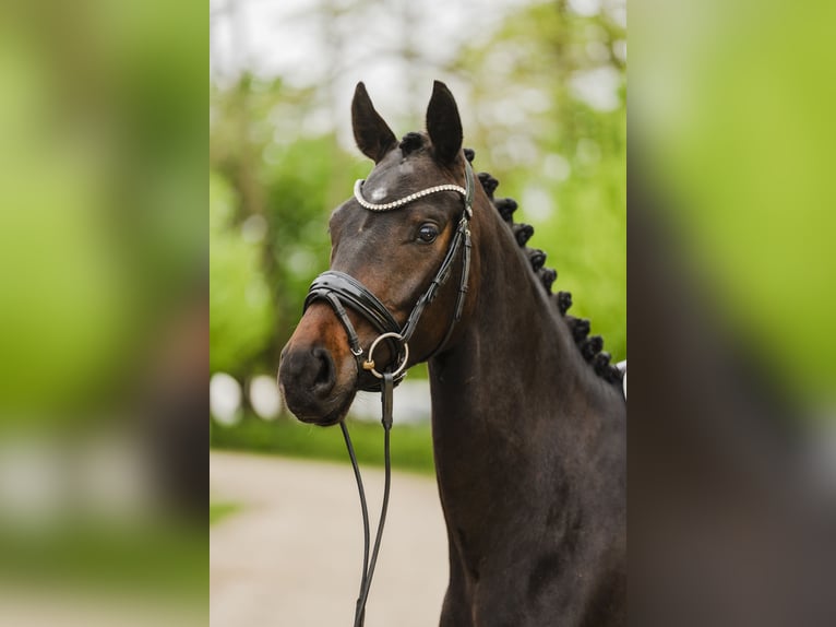 Koń hanowerski Klacz 4 lat 167 cm Ciemnogniada in Stahnsdorf