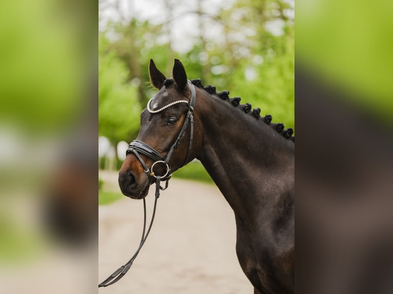 Koń hanowerski Klacz 4 lat 167 cm Ciemnogniada in Stahnsdorf