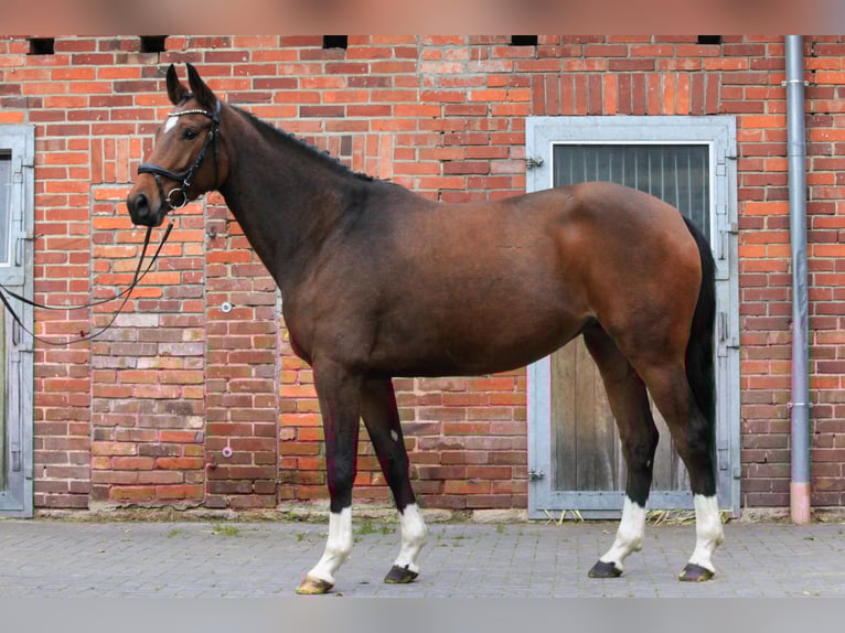 Koń hanowerski Klacz 4 lat 167 cm Gniada in Dannenberg (Elbe)