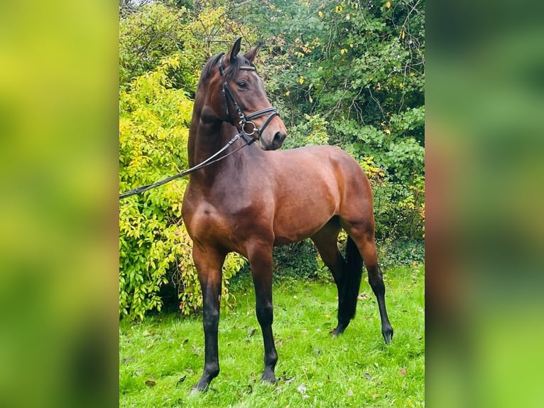 Koń hanowerski Klacz 4 lat 167 cm Gniada in Essen (Oldenburg) Koń hanowerski Klacz 4 lat 167 cm Gniada in Essen (Oldenburg)