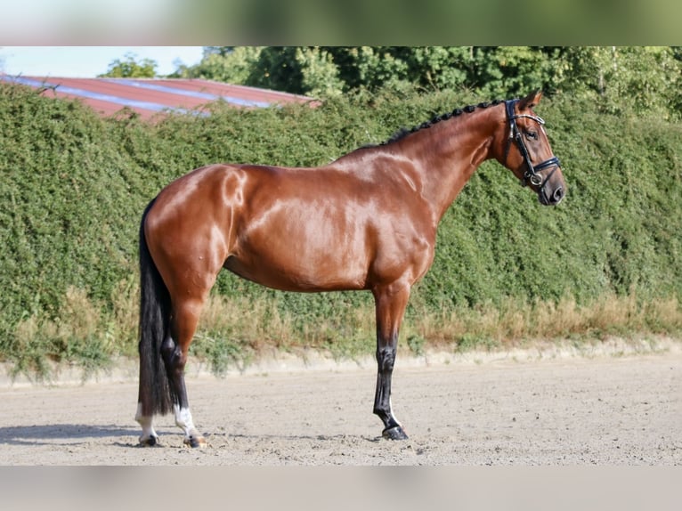 Koń hanowerski Klacz 4 lat 167 cm Gniada in Blumenthal