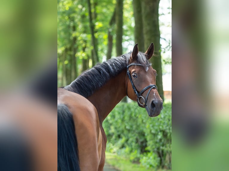 Koń hanowerski Klacz 4 lat 167 cm Gniada in Voltlage