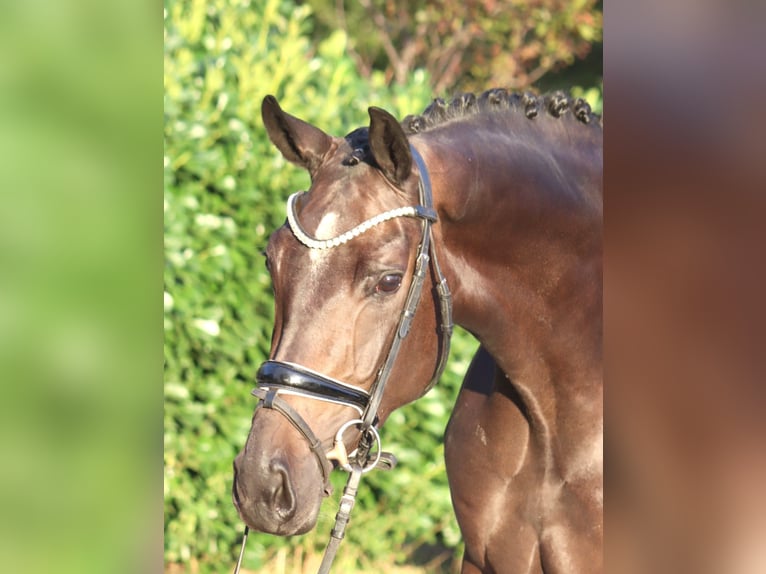 Koń hanowerski Klacz 4 lat 167 cm Gniada in Selsingen