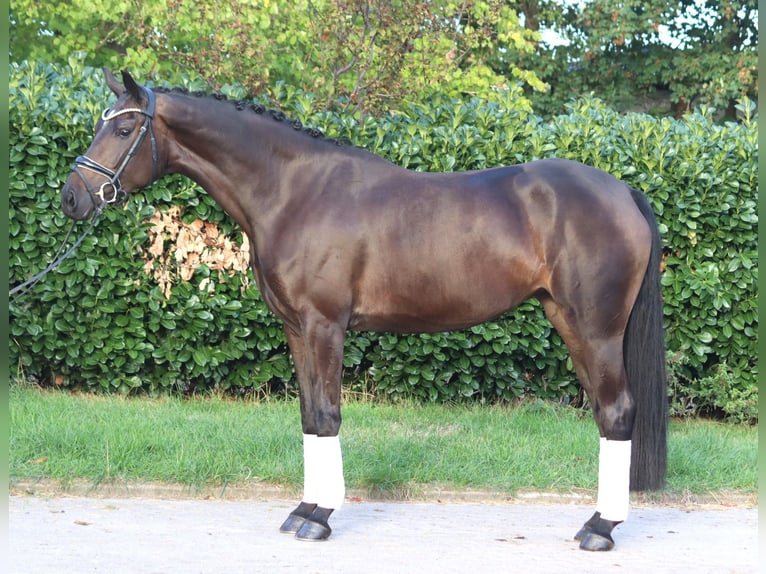 Koń hanowerski Klacz 4 lat 167 cm Gniada in Selsingen