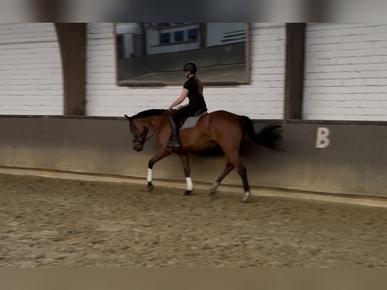 Koń hanowerski Klacz 4 lat 167 cm Gniada in Dorsten