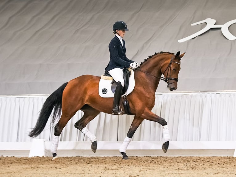 Koń hanowerski Klacz 4 lat 167 cm Gniada in Verden