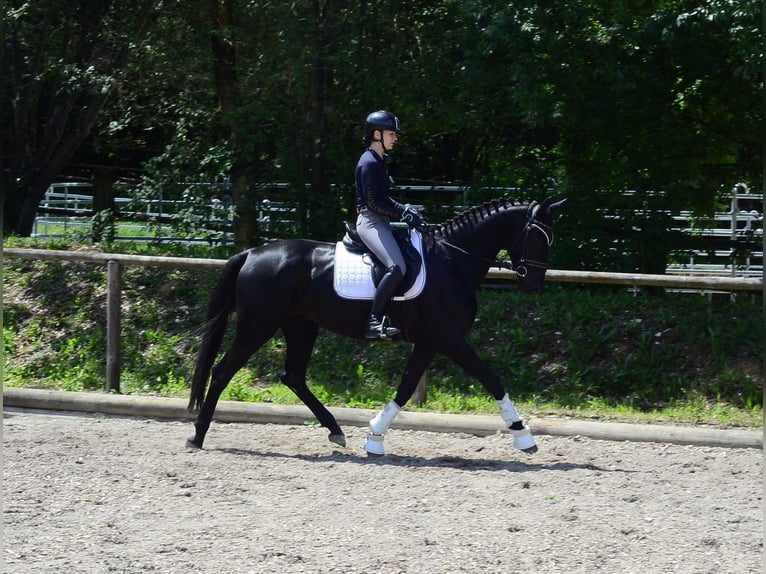 Koń hanowerski Klacz 4 lat 167 cm Kara in Wellheim