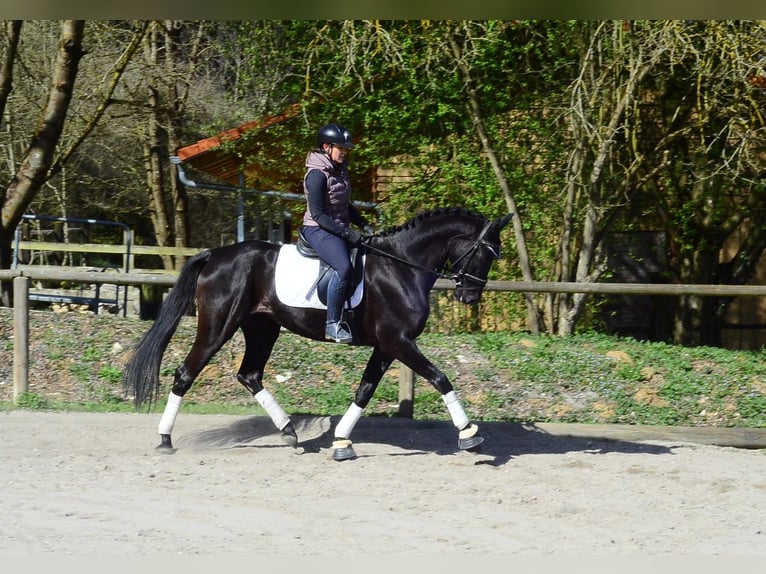 Koń hanowerski Klacz 4 lat 167 cm Kara in Wellheim