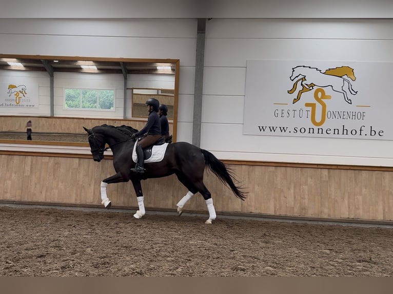 Koń hanowerski Klacz 4 lat 167 cm Kara in Sankt Vith