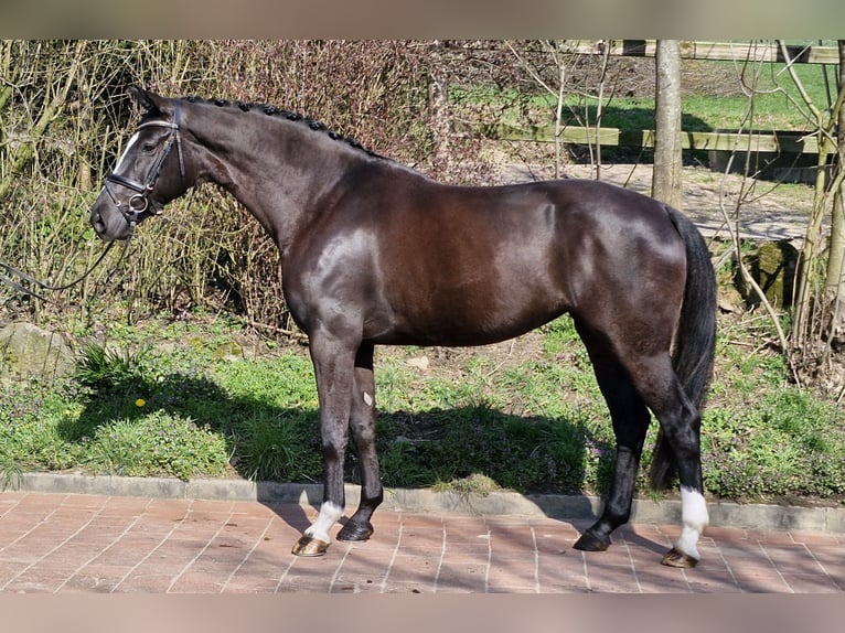 Koń hanowerski Klacz 4 lat 167 cm Kara in Ostercappeln
