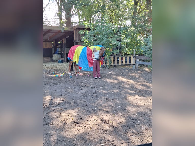 Koń hanowerski Klacz 4 lat 167 cm Kasztanowata in Wietmarschen