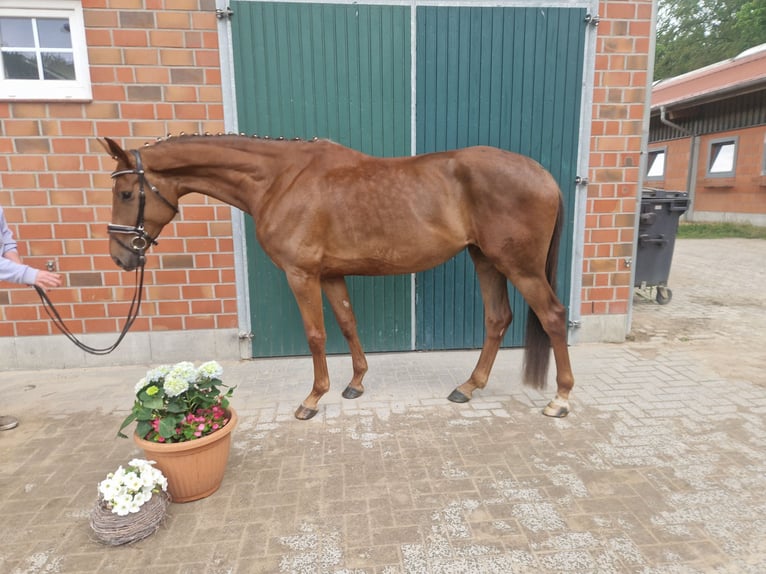Koń hanowerski Klacz 4 lat 167 cm Kasztanowata in Bomlitz
