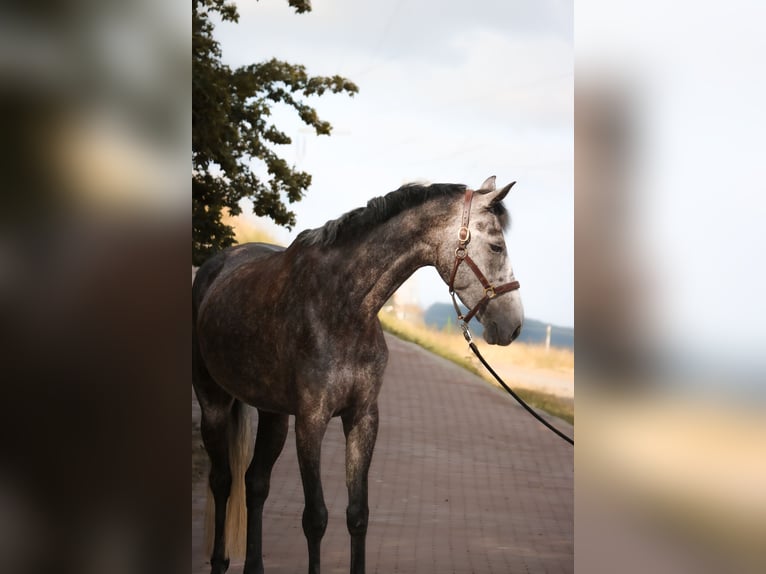 Koń hanowerski Klacz 4 lat 167 cm Siwa jabłkowita in Siegen